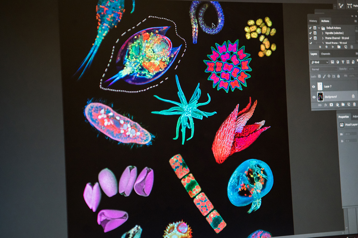 digital illustrations of deep sea amoeba
