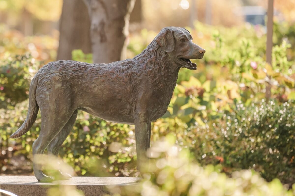 A bronze statue of True Grit, UMBC's mascot, stands outdoors.