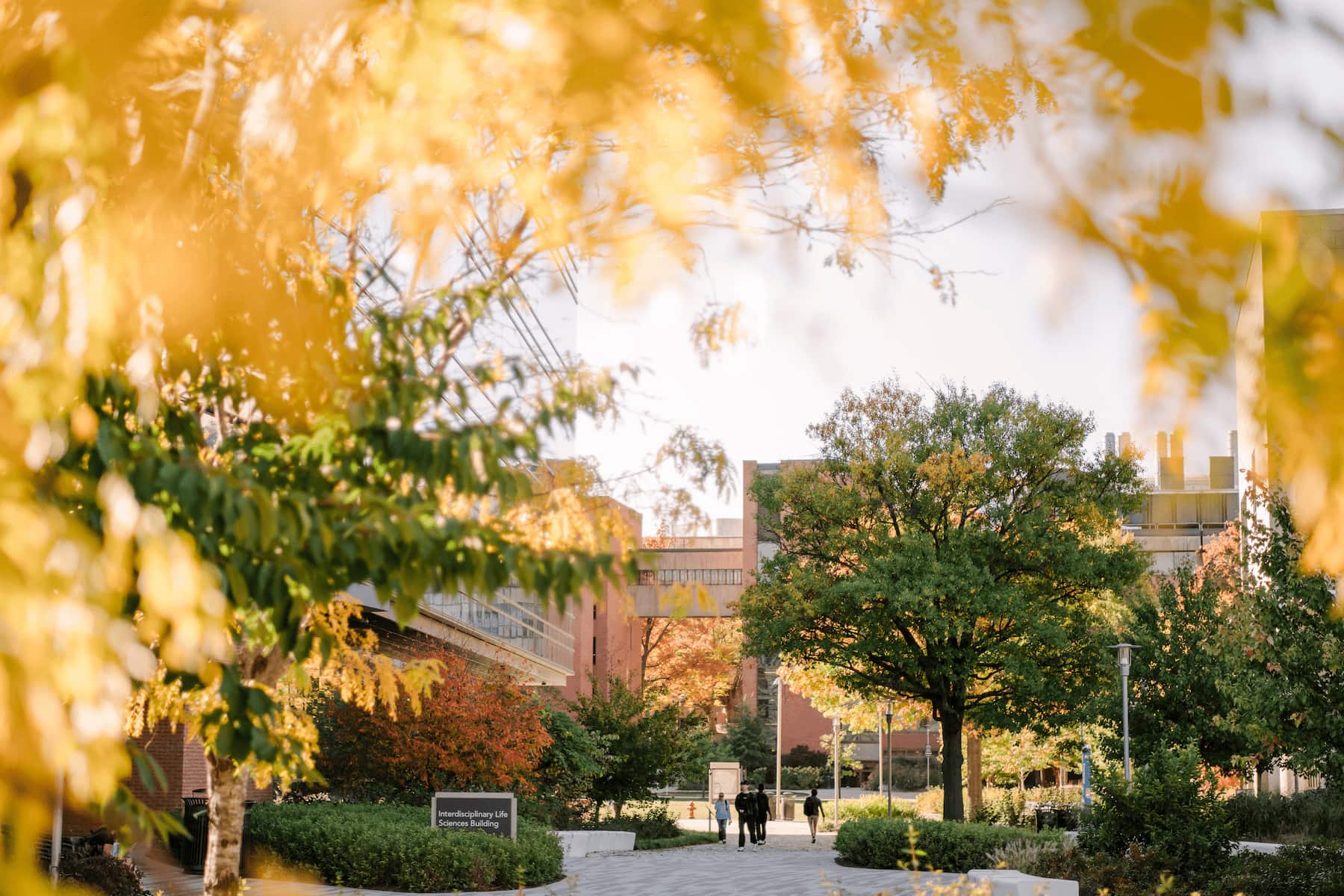 Students walk along a path toward the Interdisciplinary Life Sciences Building framed by fall foliage on the UMBC campus.