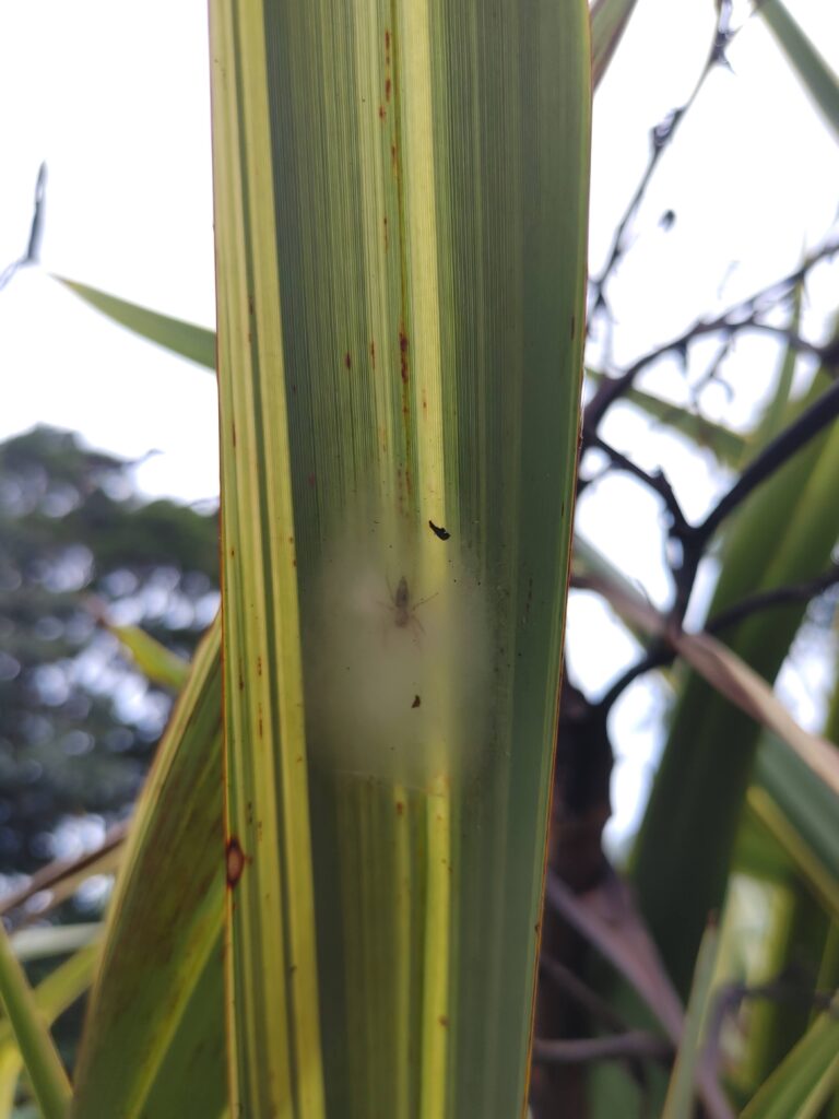 spider wrapped inside its own silk on a tall wide leaf