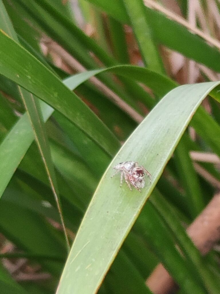 small jumping spider on a thin leaf