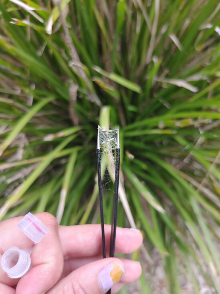 hand holding tweezers with spider silk wrapped around them; grasses in background