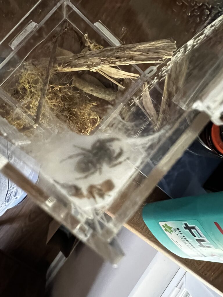 spider in a terrarium wrapped in a silk cocoon 