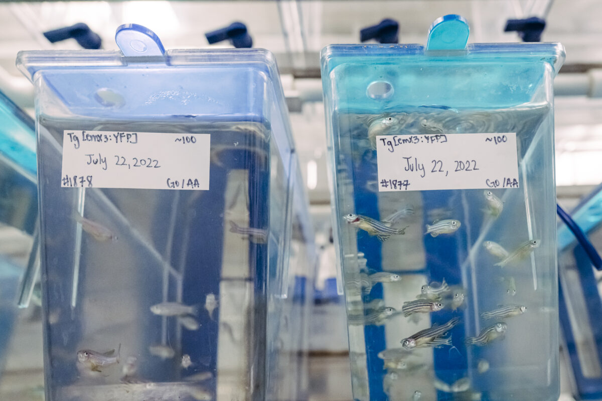 two tanks containing small striped fish