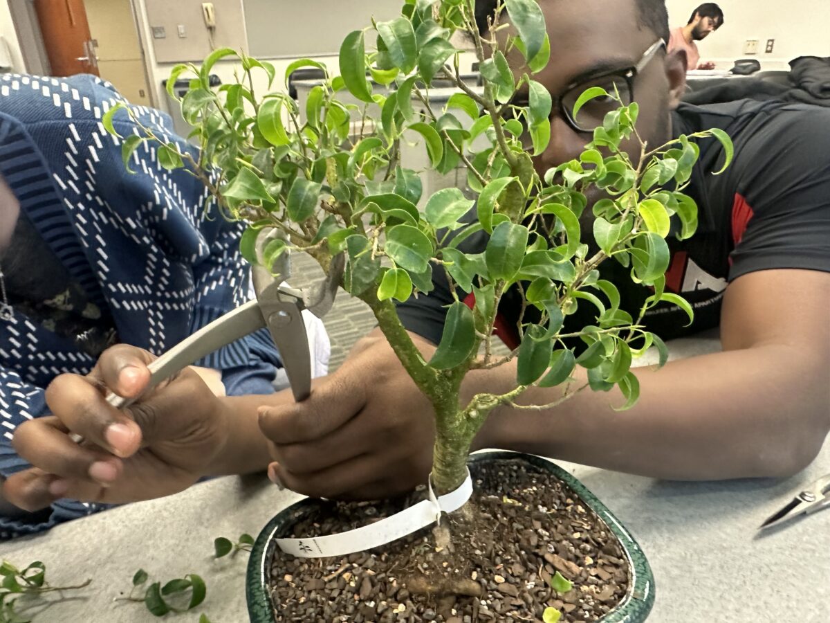 A college student uses small clippers to prune a bonsai tree