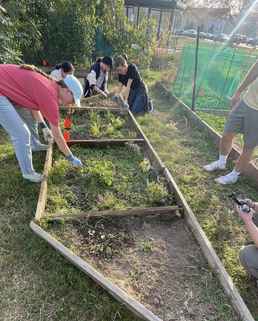 College students hover over garden plots weeding and planting