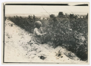 A person wearing a head covering kneels in a field while picking berries from a row of bushes.