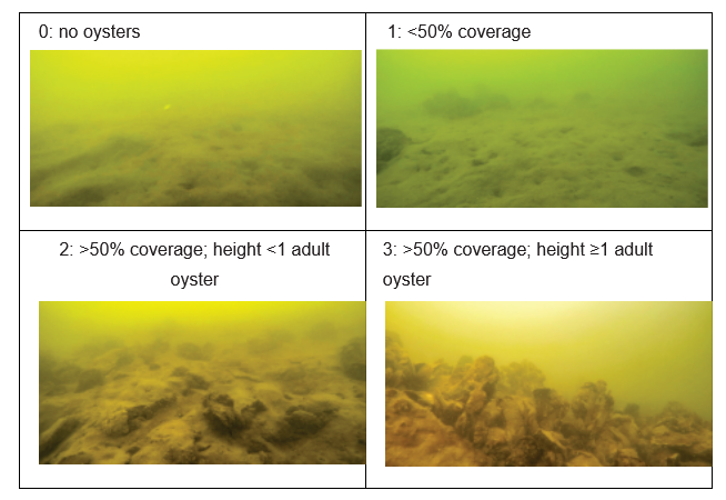 four rectangles labeled with the different habitat scores in oyster reef restoration sites in Chesapeake Bay: 0: no oysters, 1: 50% coverage, height 50% coverage, height >1 adult oyster; images show oyster reefs with varying oyster presence, water is brown and green